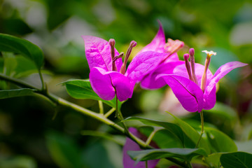 pink flower