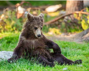Fototapeta premium Little bear is sitting on the grass in the forest in a funny pose. White Nights. Summer. Finland.