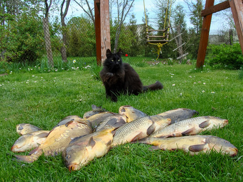 picture of a happy black cat and fish in the foreground