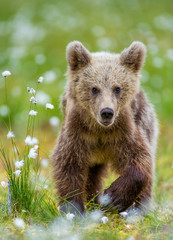 Obraz premium Brown bear in a forest glade surrounded by white flowers. White Nights. Summer. Finland.