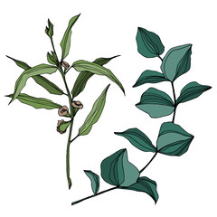 Vector Eucalyptus tree leaves. Black and white engraved ink art. Isolated eucalyptus illustration element.