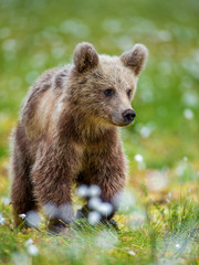 Brown bear in a forest glade surrounded by white flowers. White Nights. Summer. Finland.