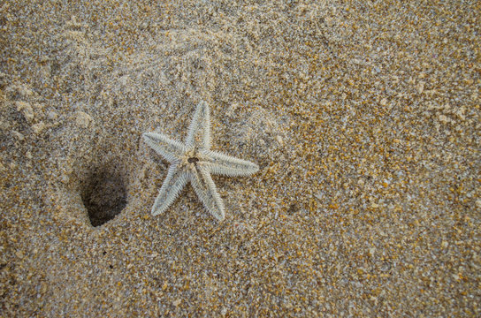 Dead starfish on the beach