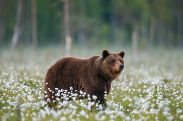 Brown bear stands in a forest clearing with white flowers against a background of forest and fog. Summer. Finland. © gudkovandrey