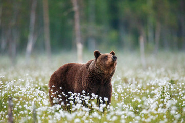 Brown bear stands in a forest clearing with white flowers against a background of forest and fog. Summer. Finland.
