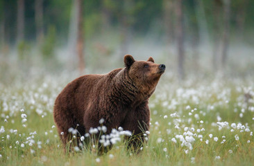 Obraz premium Brown bear stands in a forest clearing with white flowers against a background of forest and fog. Summer. Finland.