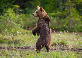 Brown bear is standing in a forest glade. Funny pose. White Nights. Summer. Finland.
