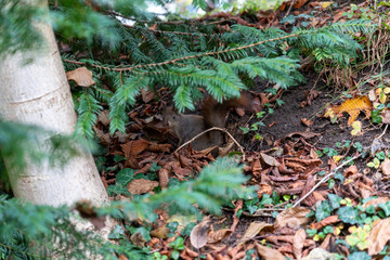 Eichhörnchen sucht nach Essen im Herbst