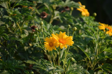 yellow flowers in the garden