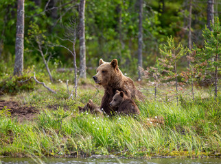 She-bear with cubs in a forest glade. White Nights. Summer. Finland.