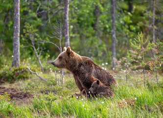She-bear with cubs in a forest glade. White Nights. Summer. Finland.