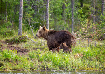 She-bear with cubs in a forest glade. White Nights. Summer. Finland.