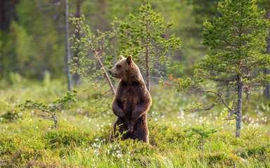 Brown bear is standing in a forest glade. Funny pose. White Nights. Summer. Finland.