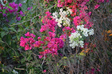 flowers in garden