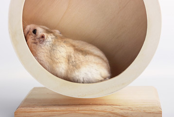 Dwarf brown hamster runs in a wooden wheel close-up, white background	
