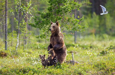 She-bear with cubs in a forest glade. White Nights. Summer. Finland. © gudkovandrey