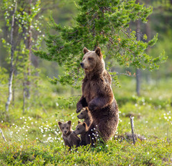 She-bear with cubs in a forest glade. White Nights. Summer. Finland. © gudkovandrey
