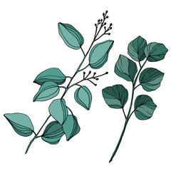 Vector Eucalyptus tree leaves. Black and white engraved ink art. Isolated eucalyptus illustration element.