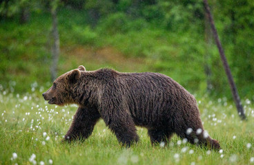 Brown bear is walking through a forest glade. Close-up. Summer. Finland.