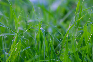 Drops of dew on a green grass