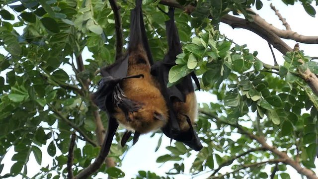 Lyle's flying fox hanging on tree