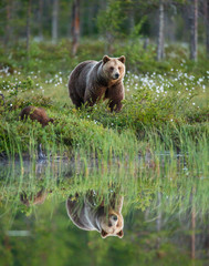 She-bear with a cub bear walks along the edge of a forest lake with a stunning reflection. Summer....