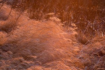Backlight into dried grasses