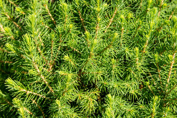 Texture of Christmas tree branches, frame of xmas green pine tree. Nature New Year concept.