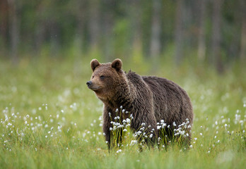 Obraz na płótnie Canvas Brown bear is walking through a forest glade. Close-up. Summer. Finland.