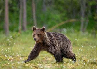 Obraz na płótnie Canvas Brown bear is walking through a forest glade. Close-up. Summer. Finland.