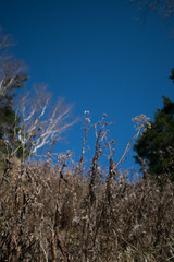 Obraz na płótnie Canvas Dried grasses with blu sky