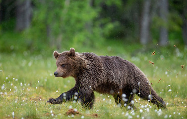Brown bear is walking through a forest glade. Close-up. Summer. Finland.