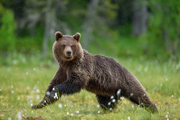 Fototapeta premium Brown bear is walking through a forest glade. Close-up. Summer. Finland.