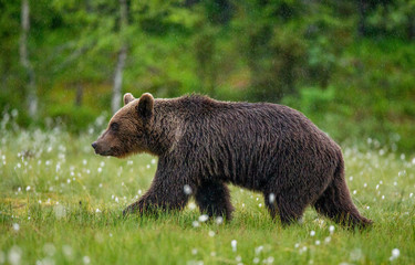 Fototapeta na wymiar Brown bear is walking through a forest glade. Close-up. Summer. Finland.