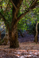 old oak tree in the forest