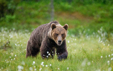 Fototapeta na wymiar Brown bear is walking through a forest glade. Close-up. Summer. Finland.