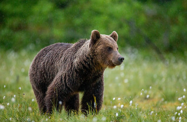 Plakat Brown bear in a forest glade surrounded by white flowers. White Nights. Summer. Finland.