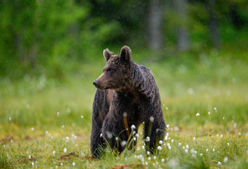 Brown bear in a forest glade surrounded by white flowers. White Nights. Summer. Finland.