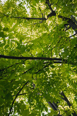 green leaves of tree