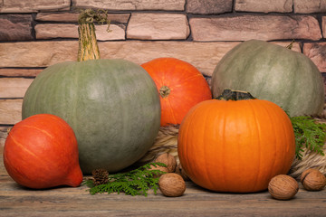 Different kinds of pumpkins. Red, green, orange squashes, walnuts, thuja. Autumn rural still life