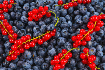 Blackberry, raspberry, blueberry,  red currant and mint background.