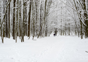 frosty winter woodlands