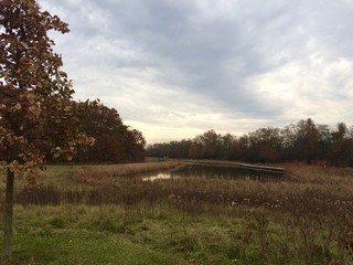 autumn landscape with trees