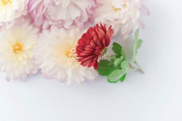 beautiful flowers isolated on white background