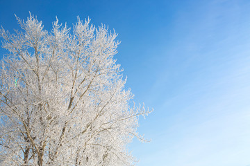 Snow-covered tree branch at sunset