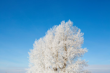 Obraz na płótnie Canvas Birch forest in winter