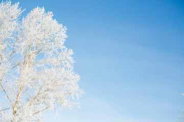 Snow-covered tree branch