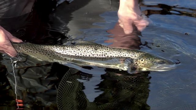 Close up of angler holding a sea trout in his hand. High frame rate shot