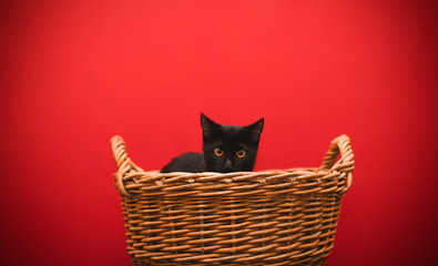 Black cat sits in a basket on a red background and looks intently at the camera. Little pets. Isolated. Little cat in a basket on a colored background.