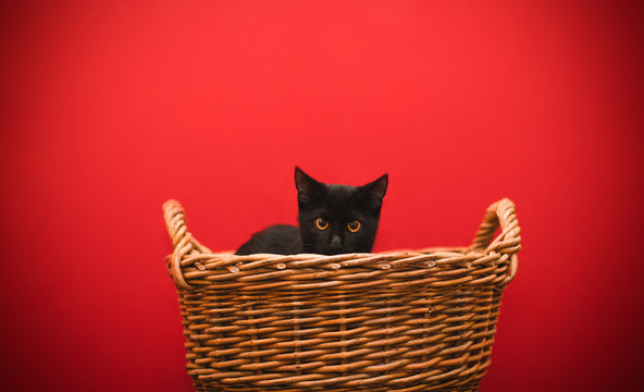 Black Cat Sits In A Basket On A Red Background And Looks Intently At The Camera. Little Pets. Isolated. Little Cat In A Basket On A Colored Background.